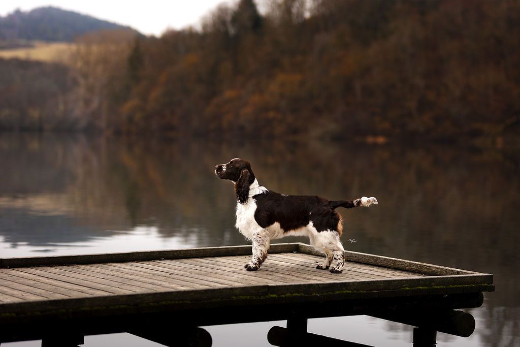 Les English Springer Spaniel de l'affixe des terres de Laumeneel