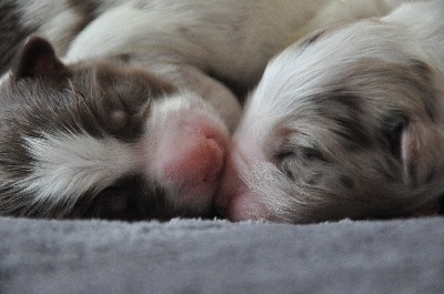 des terres de Laumeneel - Valentines puppies