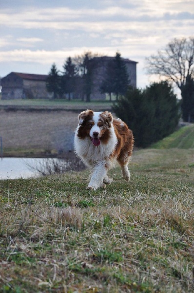 CH. I master de zecchinetta des terres de Laumeneel