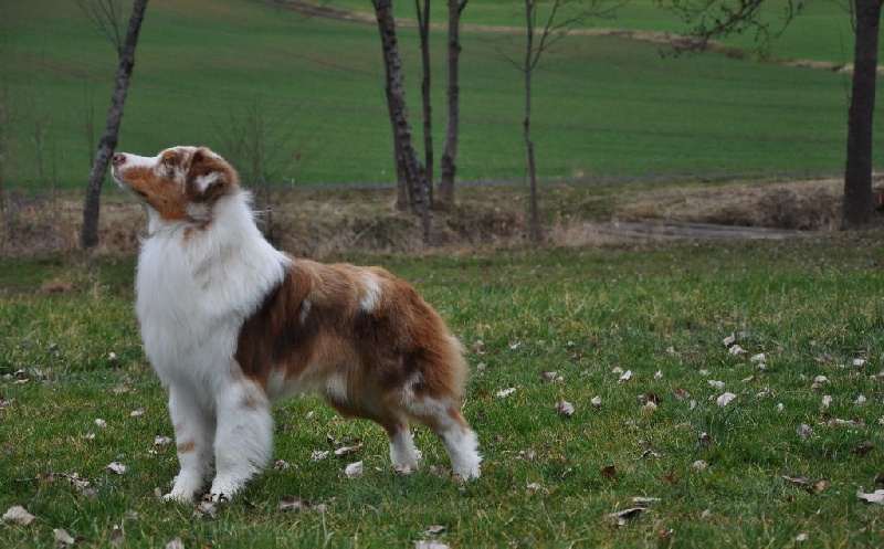 CH. I master de zecchinetta des terres de Laumeneel