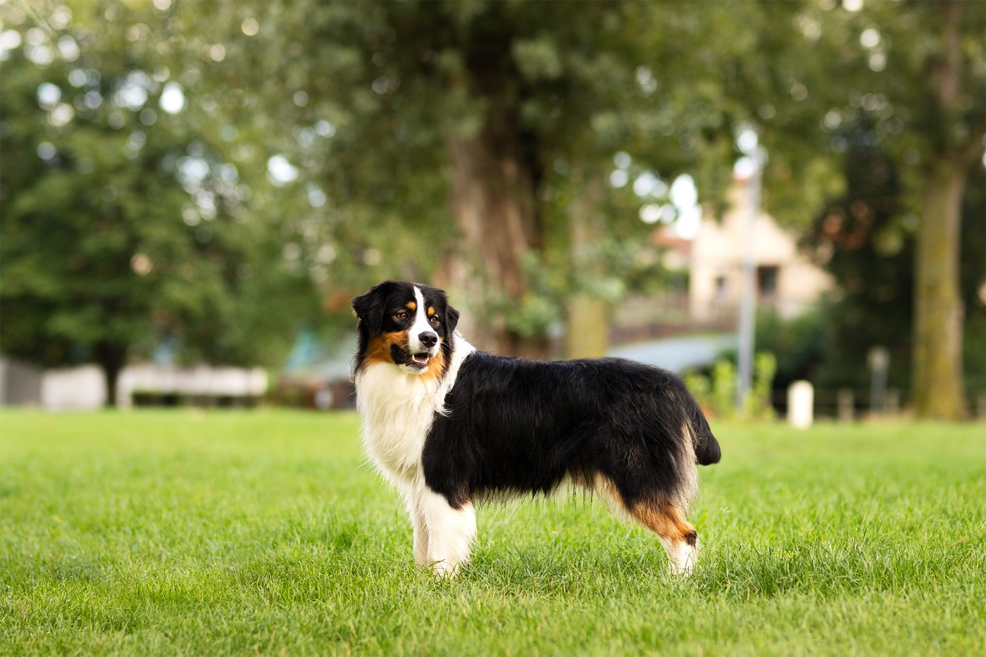 Vvho are you des terres de Laumeneel