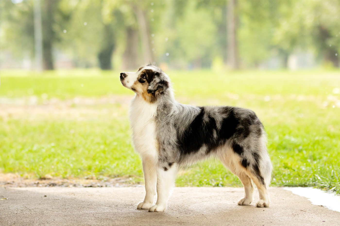 Vvho matters des terres de Laumeneel